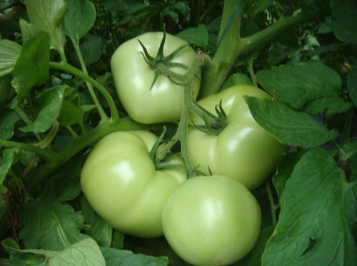 青西红柿含有毒性物质,叫龙葵素
