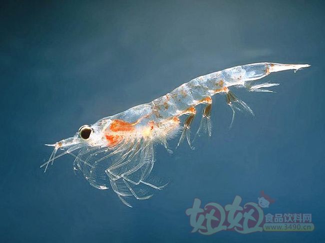 南极磷虾