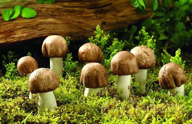 各种蘑菇的功能大全蘑菇的选购窍门