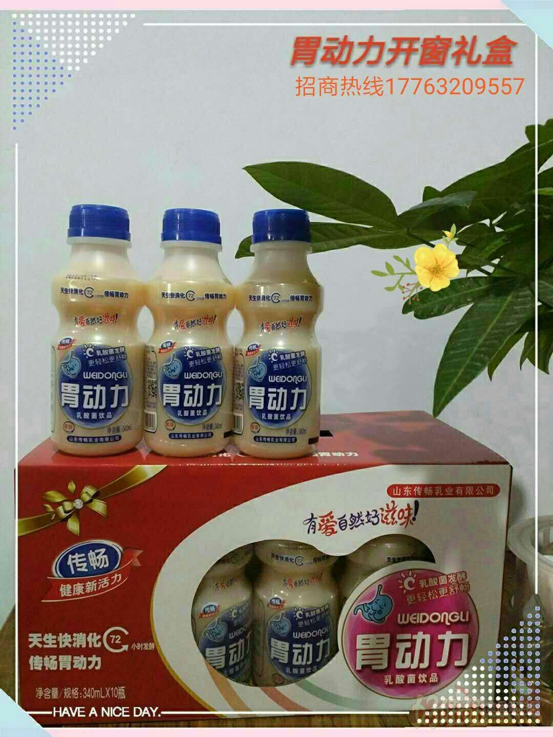 供应胃动力乳酸菌节日礼盒