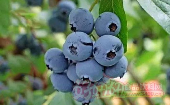 新鲜蓝莓如何保存 新鲜蓝莓挑选方法