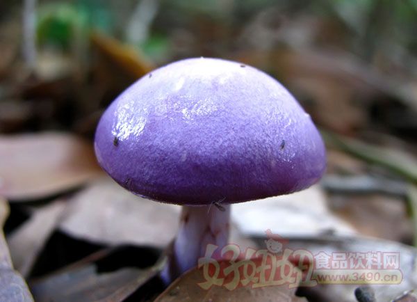 雨季到来小心误食毒蘑菇